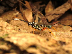 Cryptanura septentrionalis
