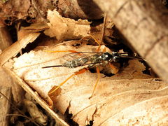Cryptanura septentrionalis