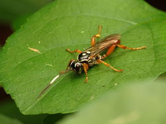 Cratichneumon w-album