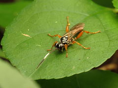 Cratichneumon w-album