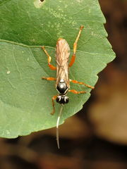 Cratichneumon w-album