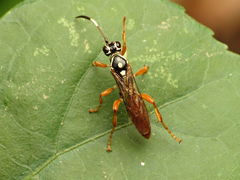 Cratichneumon w-album