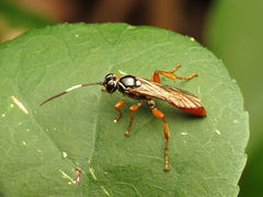 Cratichneumon w-album