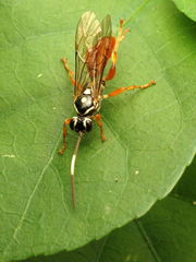 Cratichneumon w-album