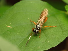 Cratichneumon w-album