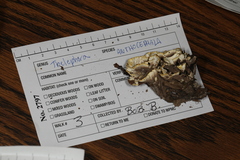 Thelephora anthocephala