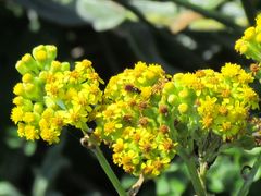Senecio lanceus