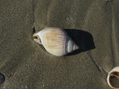 Semicassis semigranosa