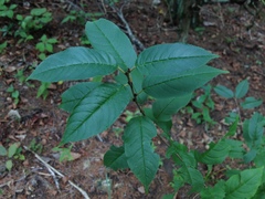 Rhamnus lanceolata