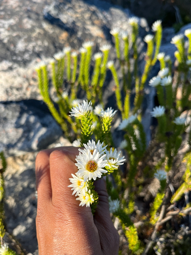 Doll Diamondeyes (Staavia dodii)
