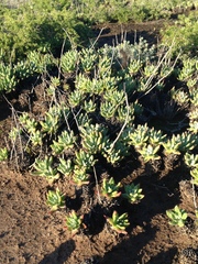 Dudleya virens virens