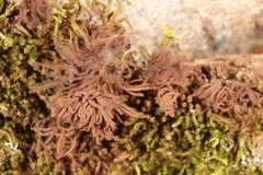 Stemonitis flavogenita