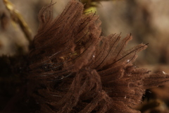 Stemonitis flavogenita