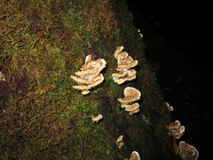 Postia punctata