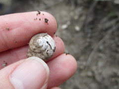 Helminthoglypta traskii