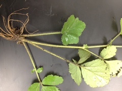 Geum virginianum