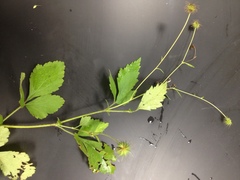 Geum virginianum