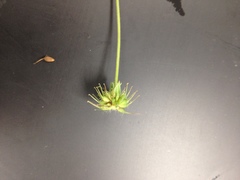 Geum virginianum