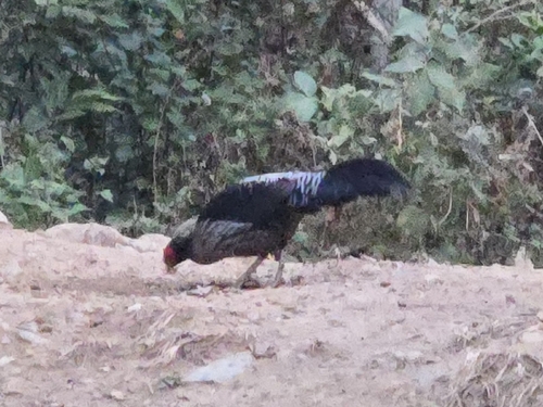 Kalij Pheasant (Lophura leucomelanos), photo 4