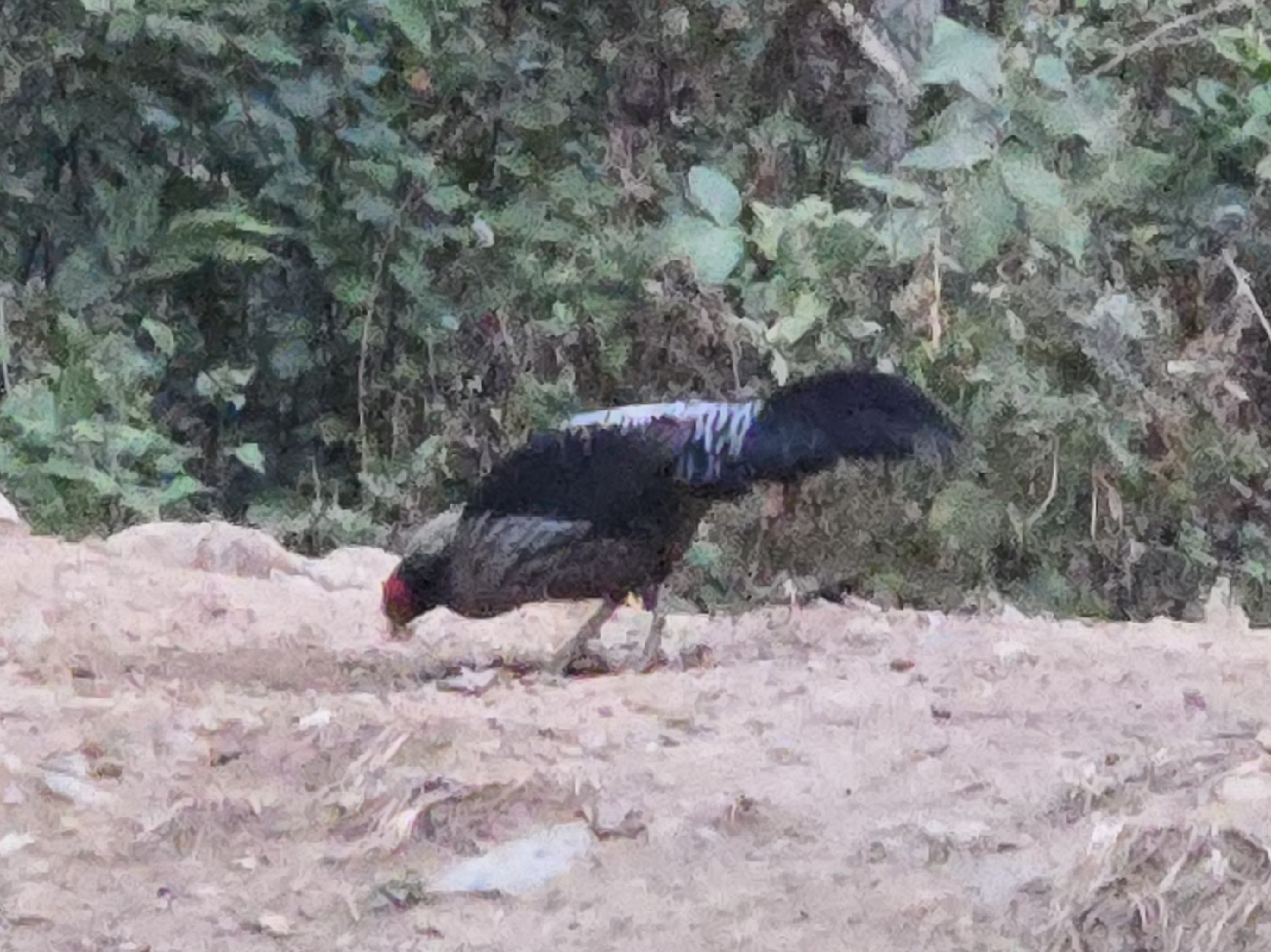 Kalij Pheasant (Lophura leucomelanos), photo 10