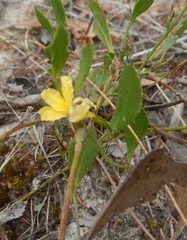 Goodenia varia