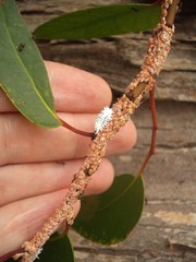 Eriococcus coriaceus