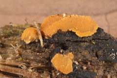 Sphaerosporium lignatile