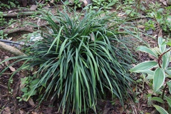 Cymbopogon nardus