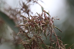 Cymbopogon nardus