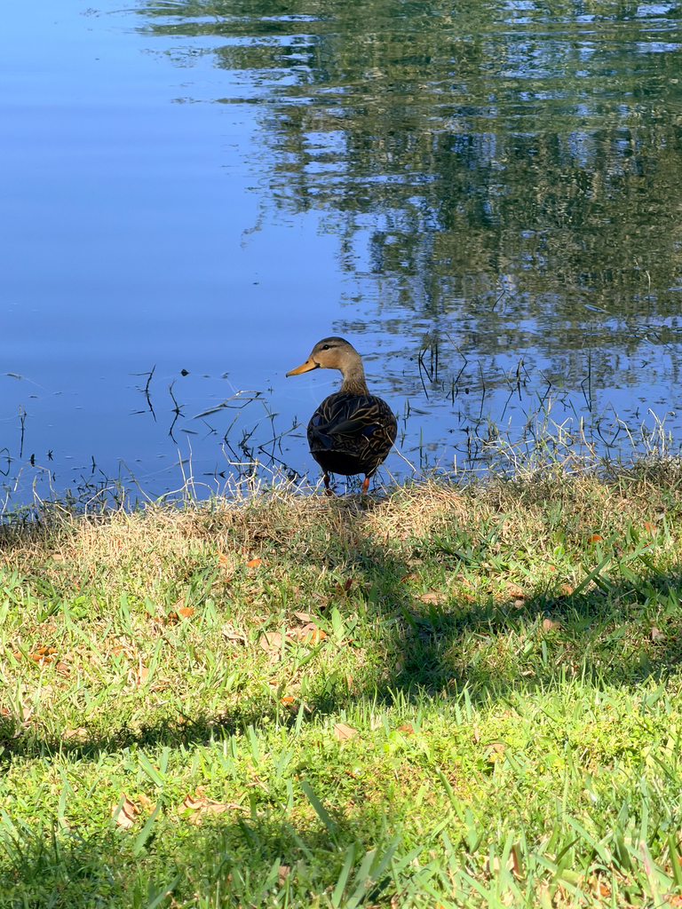 Mottled Duck from Arts Ave, Boca Raton, FL, US on February 24, 2026 at ...