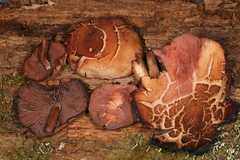 Psathyrella conissans