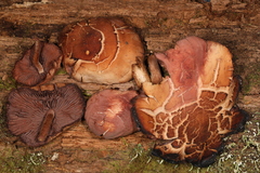 Psathyrella conissans