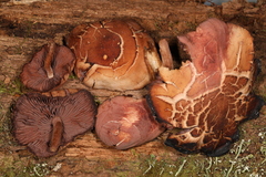 Psathyrella conissans