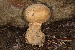 Scleroderma meridionale