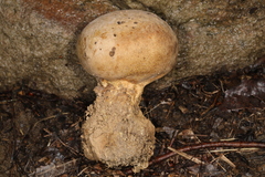 Scleroderma meridionale