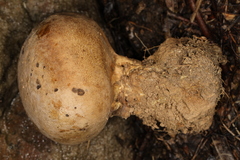 Scleroderma meridionale