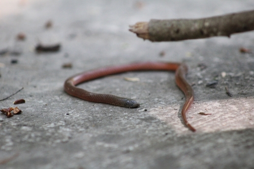 Newmans' Earth Snake