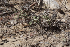 Eriogonum clavatum