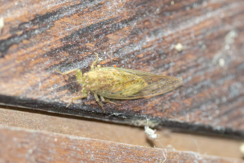 Baeturia observed 2025-12-05