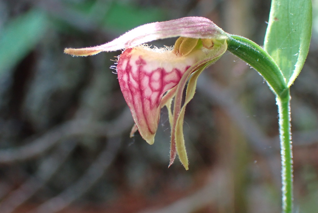 Cypripedium arietinum R.Br.