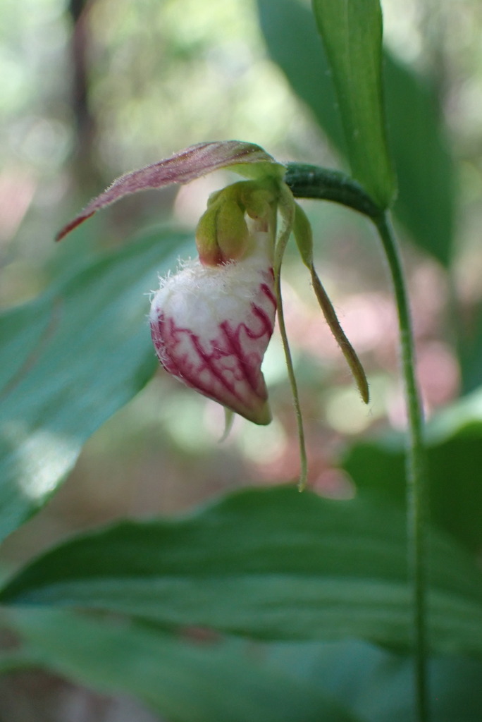 Cypripedium arietinum R.Br. 3