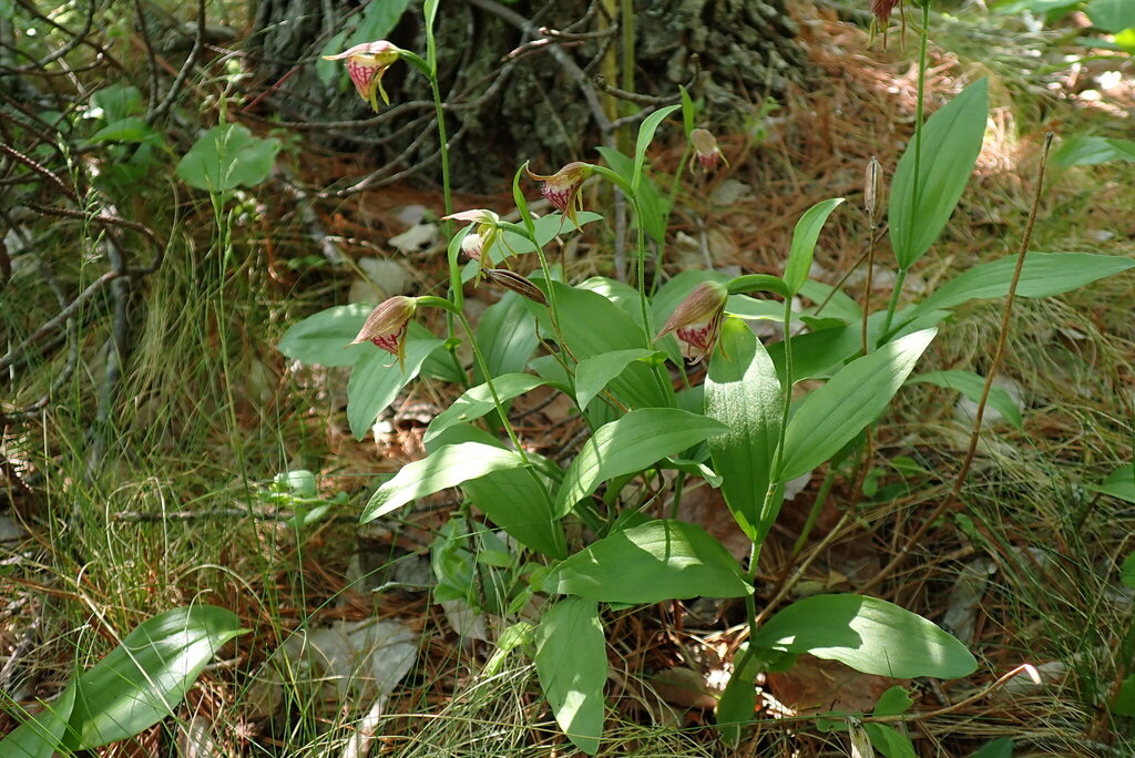 Cypripedium arietinum R.Br. 2