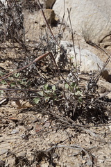 Eriogonum clavatum
