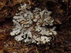 Heterodermia obscurata