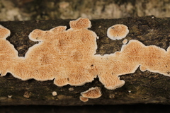 Steccherinum bourdotii