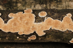 Steccherinum bourdotii