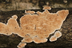 Steccherinum bourdotii