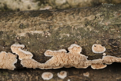 Steccherinum bourdotii