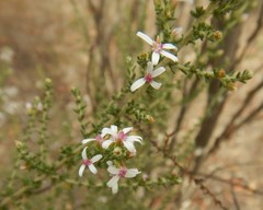 Olearia lanuginosa