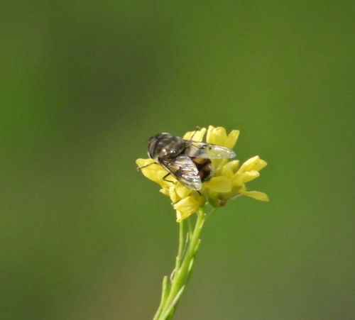 Unknown species found near Glendora, CA, USA